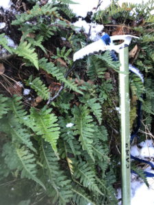 RLD photo of the licorice fern population on January 13, 2021.